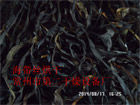 海帶烘干機(jī)工程